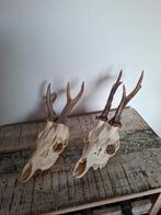 2 schedels van een ree, Verzamelen, Dierenverzamelingen, Ophalen, Zo goed als nieuw