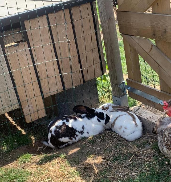 Reuze vlinder konijnen, Dieren en Toebehoren, Konijnen, Groot, Mannelijk, 0 tot 2 jaar