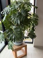 Monstera, Huis en Inrichting, Kamerplanten, Ophalen, 100 tot 150 cm, Overige soorten, Halfschaduw
