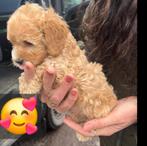 Maltipoo pups nieuw nestje, België, 15 weken tot 1 jaar, Overige rassen, CDV (hondenziekte)