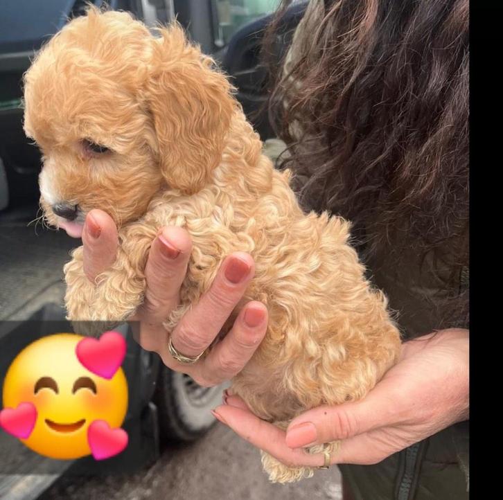 Nouveau nid pour chiots Maltipoo, Animaux & Accessoires, Chiens | Chihuahuas & Chiens de compagnie, Plusieurs animaux, Autres races