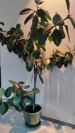 Rubberplant 2m (excl pot), Enlèvement