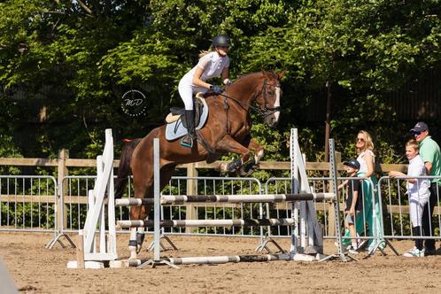 Stalling(en) Aangeboden, Dieren en Toebehoren, Stalling en Weidegang, Stalling, 4 paarden of pony's of meer