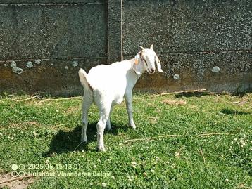 Chèvre nubienne très belle et robuste, Femelle, Chèvre, 0 à 2 ans