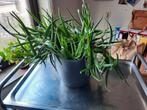 Aloe vera, Ophalen