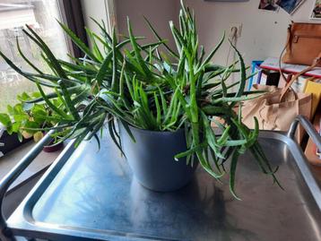 Aloe vera  beschikbaar voor biedingen