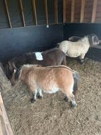 Mooie mini pony’s zoeken 5* huisjes, Dieren en Toebehoren