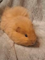 Teddy jongen, Dieren en Toebehoren, Knaagdieren, Cavia, Mannelijk, Tam, September