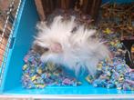 Alpaca cavia beertje DRINGEND, Dieren en Toebehoren, Maart, Mannelijk, Cavia