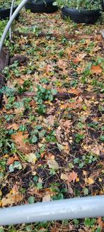 Doordragende aardbeien, Ophalen