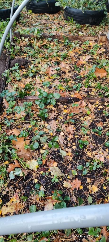 Doordragende aardbeien, Tuin en Terras, Planten | Struiken en Hagen, Ophalen