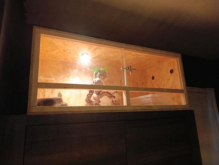 Nieuwe osb terrarium met toebehoren + kweek koppel pythons, Dieren en Toebehoren, Reptielen en Amfibieën