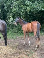 Hengstenveulen (just wimphof -flemming-sandro-hit), Gechipt, Niet van toepassing, Dressuurpaard, 0 tot 2 jaar