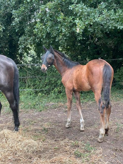 Hengstenveulen (just wimphof -flemming-sandro-hit), Dieren en Toebehoren, Paarden, Hengst, Niet van toepassing, 0 tot 2 jaar, Dressuurpaard