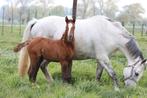 Poulains/jeunes chevaux divers, Animaux & Accessoires, Chevaux, Vermifugé, Ne s'applique pas, Cheval de saut, Plusieurs animaux