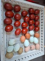 Broedeitjes kleurleggers, Diversen, Ophalen