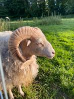 Witte ouessant ram