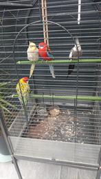 4 papegaaien te koop met kooi, Geslacht onbekend, Papegaai