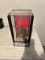 Terrarium 15x15x30 état impeccable, Animaux & Accessoires, Reptiles & Amphibiens | Accessoires, Comme neuf, Terrarium ou Paludarium