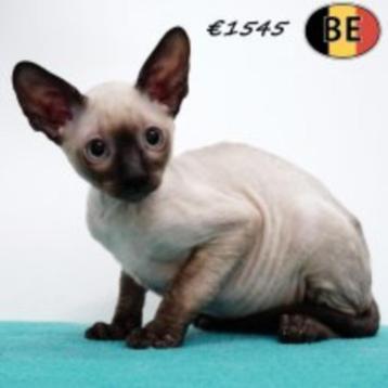 Cornisch Rex - Belgisch kittens te koop beschikbaar voor biedingen