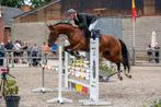 7 jarige ruin, Dieren en Toebehoren, Springpaard, Met stamboom, Ruin, L