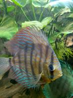 Discussen, Dieren en Toebehoren, Vissen | Aquariumvissen