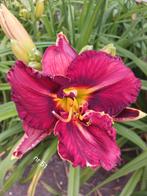 Hemerocallis nr 51, Ophalen of Verzenden
