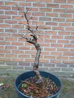 Bonsai meidoorn Wit Deze plant heeft doorns, Tuin en Terras, Ophalen of Verzenden