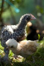Mechelse koekoek, 7 weken oud, Dieren en Toebehoren, Geslacht onbekend, Kip