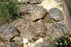 Tortues terrestres D' Hermann, Tortue, 11 ans ou plus