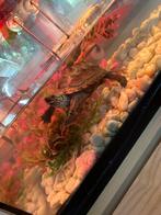 Waterschildpad met aquarium en lamp GRATIS, Ophalen, Zo goed als nieuw