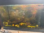 Aquarium met Tylomelania slakken