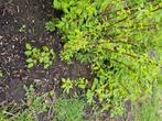 Frambose stek in volle grond, Tuin en Terras, Planten | Tuinplanten, Zomer, Vaste plant, Fruitplanten, Ophalen of Verzenden