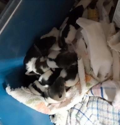 Ratjes, Dieren en Toebehoren, Knaagdieren