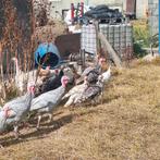 Jonge ronqueire kalkoenen, Dieren en Toebehoren, Ophalen