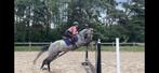 4 jarig springpaard tekoop