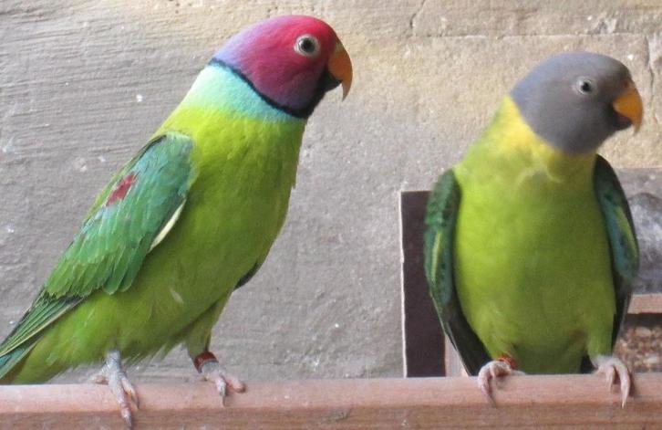 pruimkop parkieten, Animaux & Accessoires, Oiseaux | Perruches & Perroquets, Perruche, Plusieurs animaux, Bagué