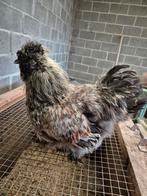 Zijdehoen haantje, Dieren en Toebehoren, Mannelijk, Kip