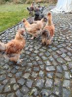 Zijdehoender kuikens, Plusieurs animaux, Poule ou poulet