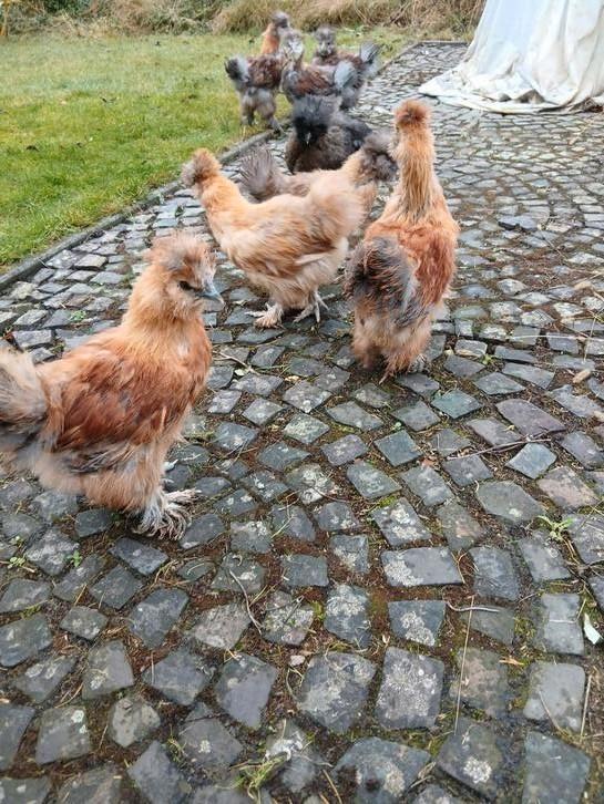 Zijdehoender kuikens, Dieren en Toebehoren, Pluimvee, Kip, Meerdere dieren