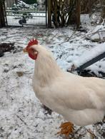 Vriendelijke haan, Dieren en Toebehoren, Pluimvee