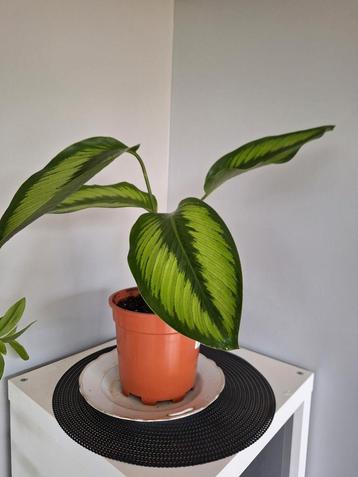 Calathea Beauty Star, gezond en goed geworteld beschikbaar voor biedingen
