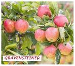 APPELBOMEN HOOGSTAMMEN: oa „GRAVENSTEINER” SUPERPROMO 25€/st, Tuin en Terras, Planten | Fruitbomen, Ophalen, Lente, Volle zon