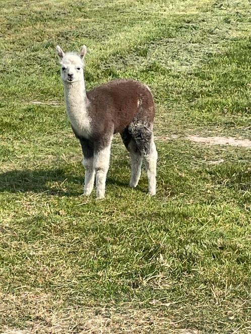Alpaca hengstjes, Dieren en Toebehoren, Overige Dieren