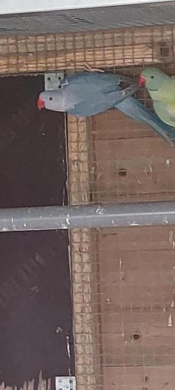 Halsbandparkieten (mutatie) beschikbaar voor biedingen