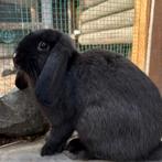 Nederlandse dwerghangoor, mannetje (rammelaar), Dieren en Toebehoren, Konijnen