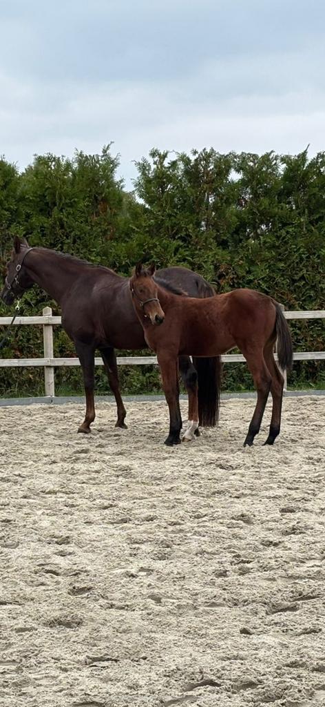 Zangersheide veulen — Conrad Z x Bonaparte x Acorado I, Dieren en Toebehoren, Paarden, Onbeleerd, Gechipt