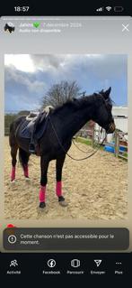 Cheval professeur, Enlèvement ou Envoi, Comme neuf