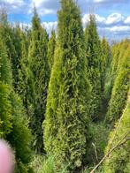Haagplanten,,thuja smarsgd, Tuin en Terras, Planten | Struiken en Hagen, Ophalen of Verzenden