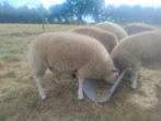 Texel ram, Dieren en Toebehoren, Schapen, Geiten en Varkens